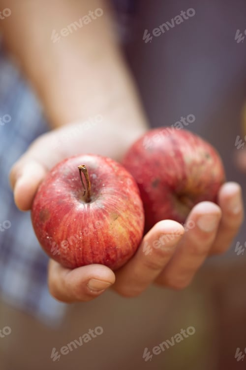 Preview: Hands offering fresh apples