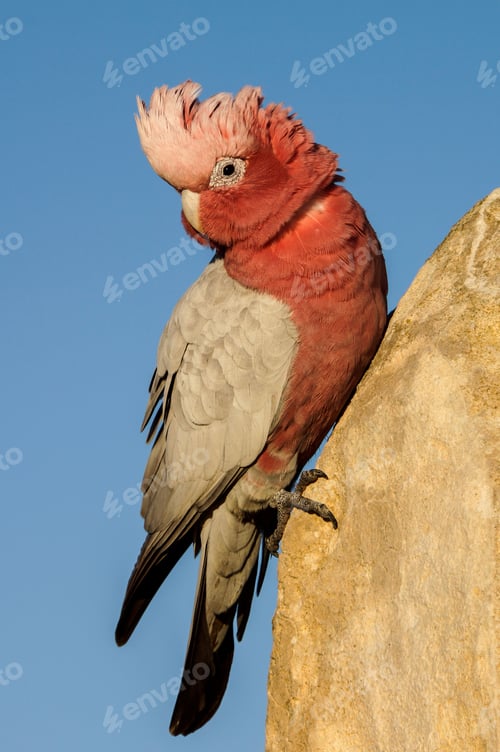 Preview: Vertical closeup shot of a pink galah parakeet at Pinnacle Desert, Western Australia