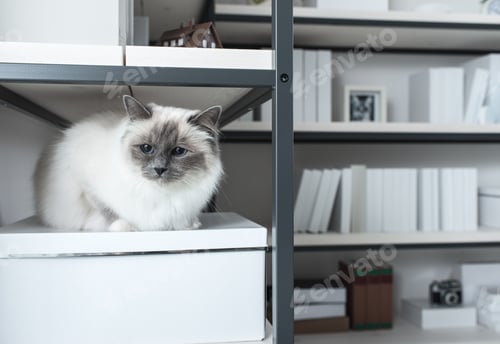 Preview: Beautiful cat exploring shelves