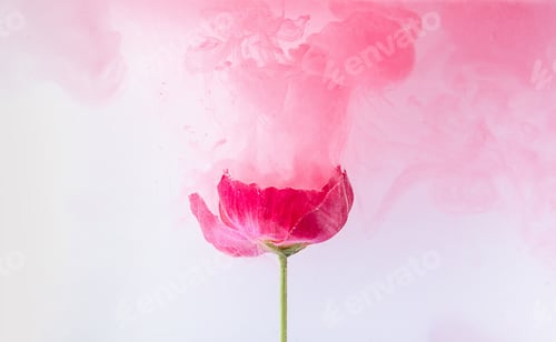 Preview: Beautiful pink poppy flowers in pink colored clouds. concept of spring