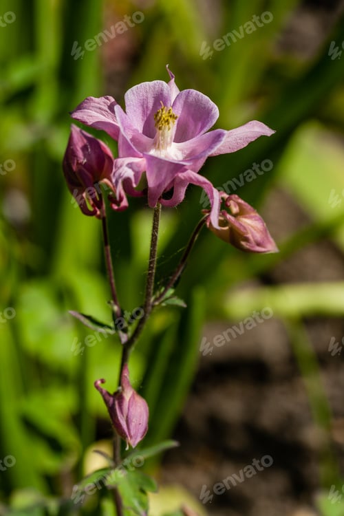 Preview: Macro of flowering flowers