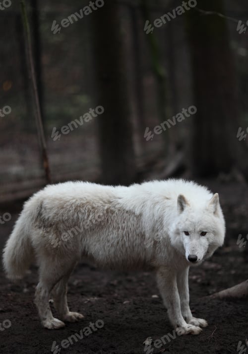 Preview: Arctic Wolf (Canis lupus arctos) aka Polar Wolf or White Wolf -