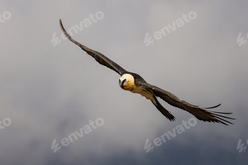 Preview: Majestic bearded vulture flying with wings extended in the sky