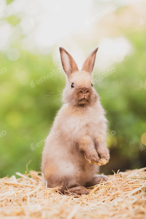 Preview: cute animal pet rabbit or bunny white or brown color for easter in natural easter celebration