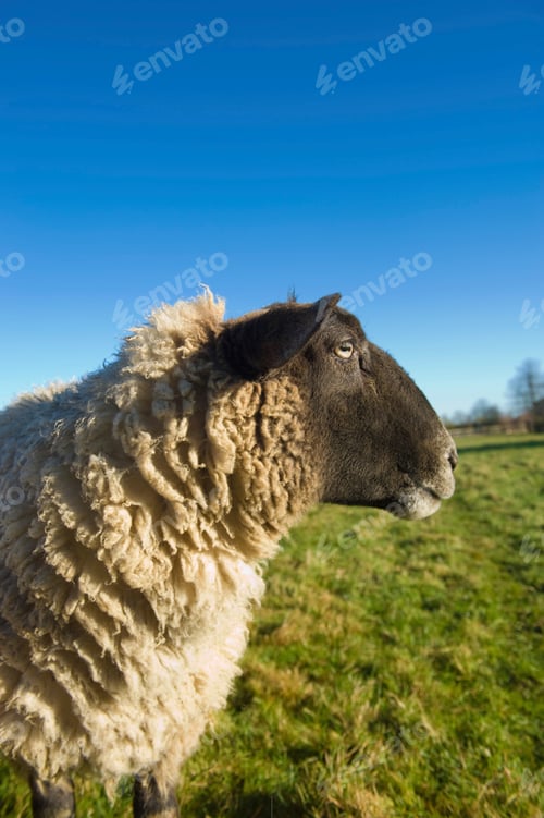 Preview: Sheep in countryside