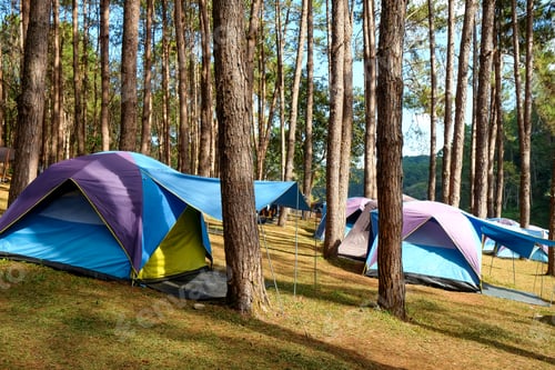 Preview: Camping tent in the pine forest at Pang Tong Under Royal Forest Park