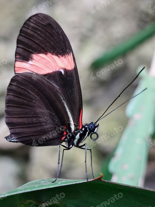 Preview: Small postman (Heliconius erato)