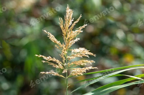 Preview: Spikelet plant on green background. View from the front under the bright daylight sun.