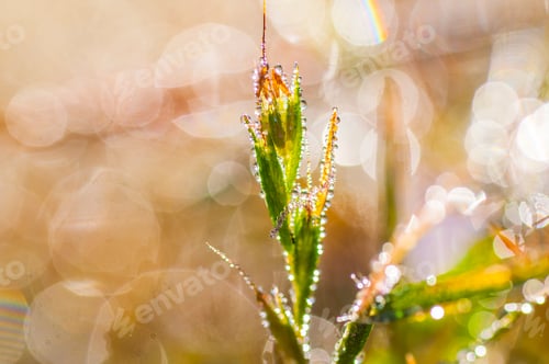Preview: Fresh green grass with dew drops closeup. Nature Background