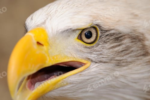 Preview: eagle, bald, us