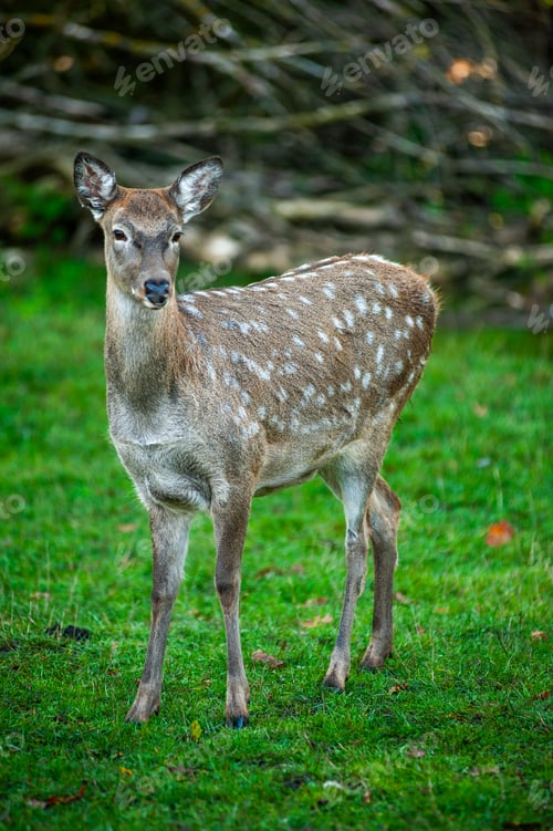 Preview: wild animals, deer in the forest, european fauna