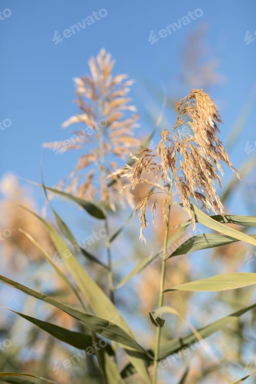 Preview: reeds against a clear blue sky, on a sunny summer day