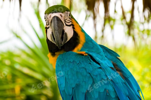 Preview: Gold And Blue Macaw