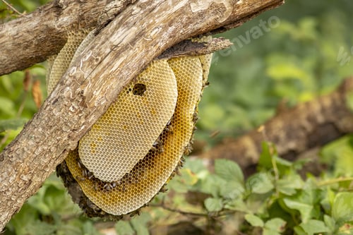 Preview: Honeycomb in natural surrounding