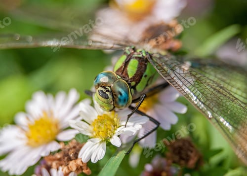Preview: Dragonfly. Macro. Green. Summer. Nature