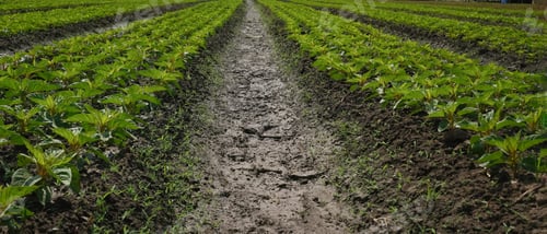 Preview: Horizontal photo of eggplant growing at organic farm on a sunny day.