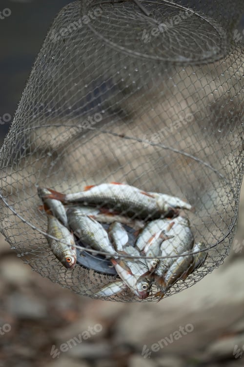 Preview: Fish