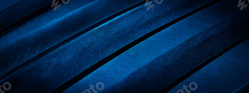 Preview: blue feather pigeon macro photo. texture or background