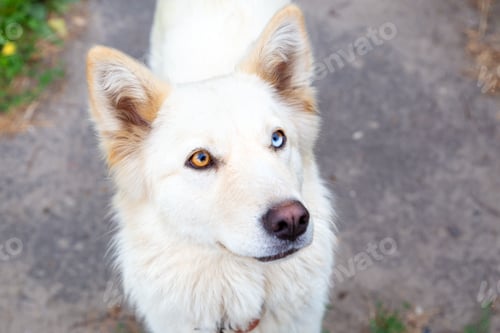 Vista previa: Close-up portrait of a white dog with heterochromia.