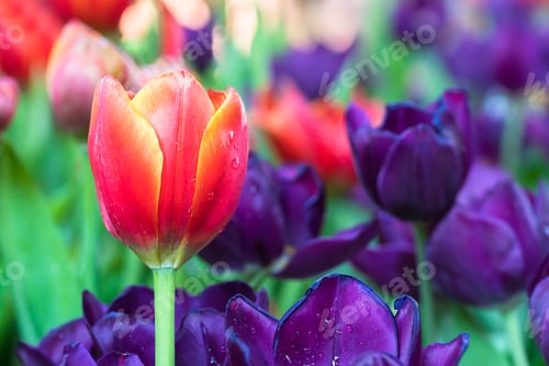 Preview: Red and purple tulips in the garden