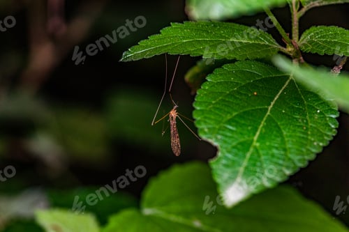 Preview: Kenya Small Insects Macro Animals Fauna Plants Flowers Vegatations Field
