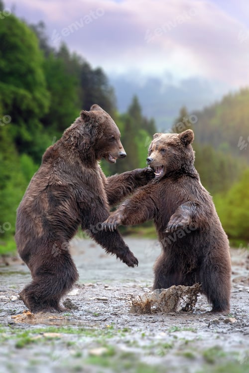 Preview: Two big brown bears in river