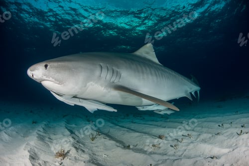 Preview: Tiger shark (Galeocerdo cuvier) swimming in the shallow sand banks, north of the Bahamas