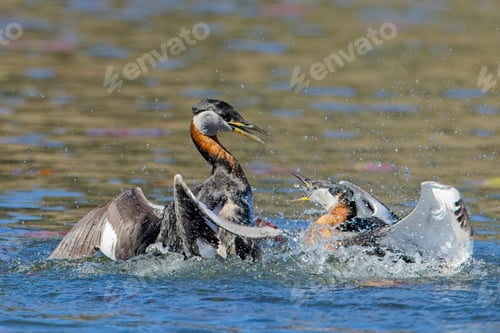 Preview: Red-necked grebe fighting each other.