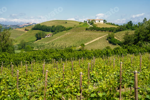 Preview: Vineyards of Langhe, Piedmont, Italy at May