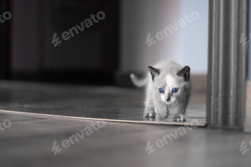 Preview: Cute cat pet