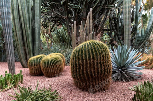 Preview: Visitors admire diverse cacti and succulents in a lush garden during a sunny day.
