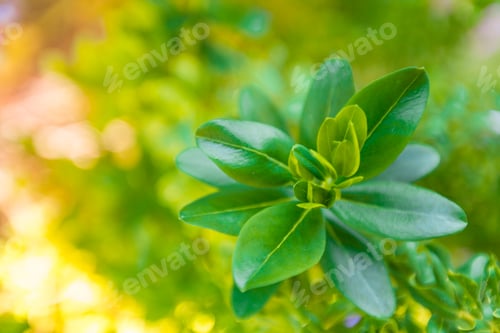 Preview: Close up of green leaves on a bush