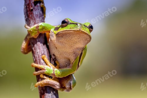 Preview: Climbing tree frog