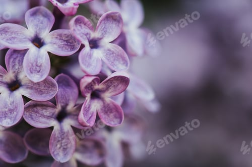 Preview: Beautiful lilac bloom, nature background, macro photography of flowers