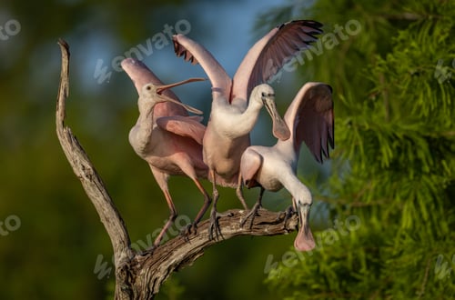 Preview: Three Roseate Spoonbills in Florida on post