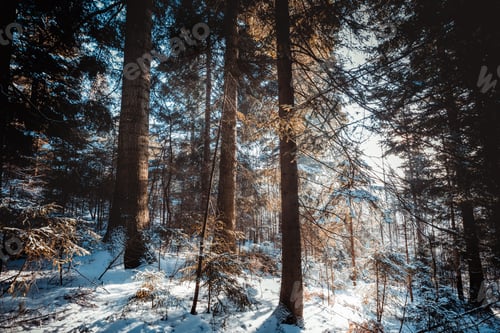 Preview: Majestic winter wonderland forest covered by snow Beskidy Poland