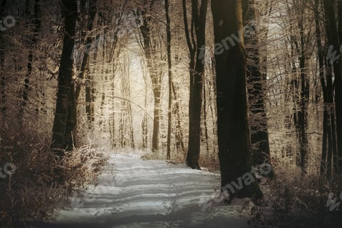 Preview: morning light on snowy path in winter forest