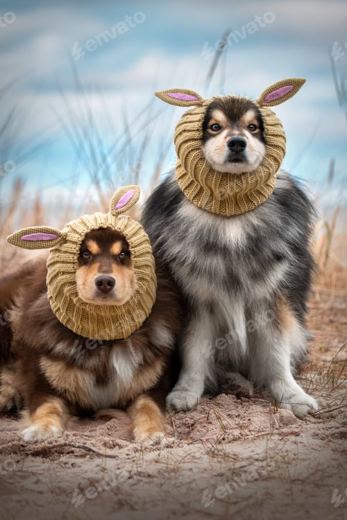 Preview: Finnish Lapphund dog sitting outdoors wearing hat