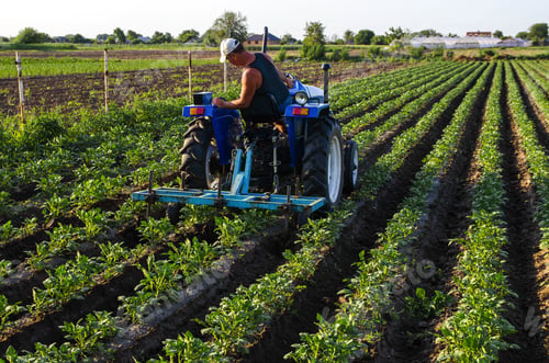 Preview: A farmer on a tractor cultivates a potato plantation.