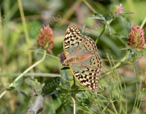 Preview: Cardinal, Argynnis pandora. A butterfly sits on a flowering plant, collecting nectar