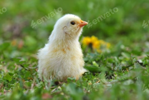 Preview: Chicken cub