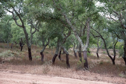 Preview: cork trees in portugal