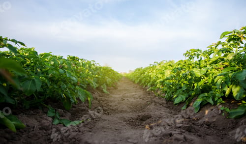 Preview: The path between the rows of the potato plantation.