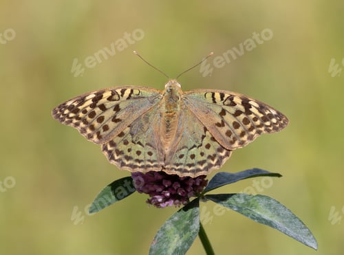 Preview: Cardinal, Argynnis pandora. A butterfly sits on a flowering plant, collecting nectar