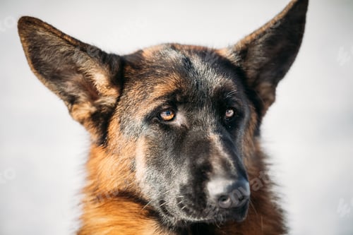 Preview: Beautiful Young Brown German Shepherd Dog