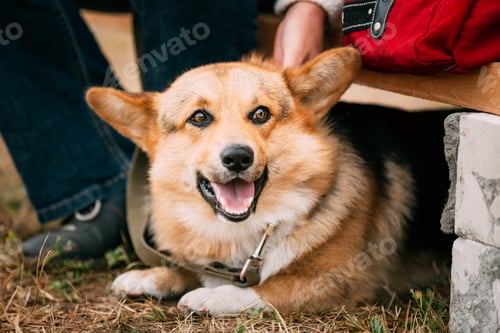 Preview: Close up portrait of young Happy Welsh Corgi dog