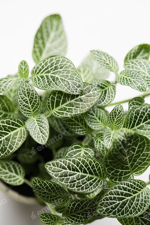 Preview: Fresh green leaves
