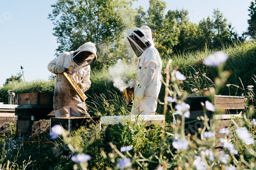 Preview: Anonymous apiarists working in farm inspecting brood frame with smoke