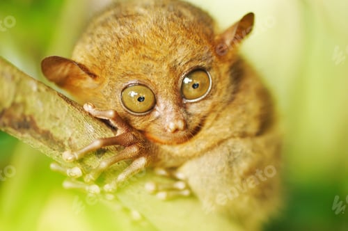 Preview: Tarsier