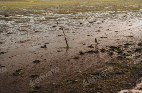 Preview: Mud swamp with algae and wood sticks